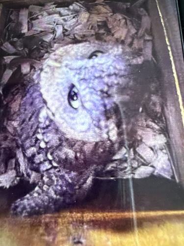 Eastern Screech-Owl