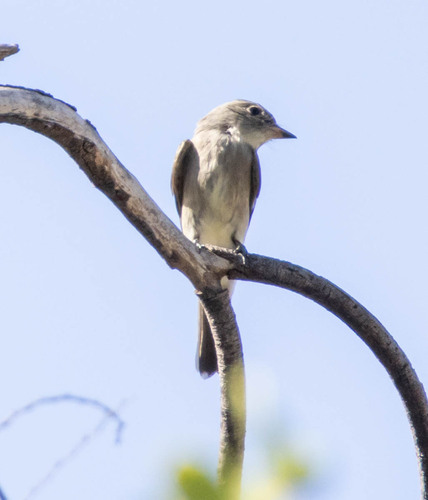 Western Wood-Pewee