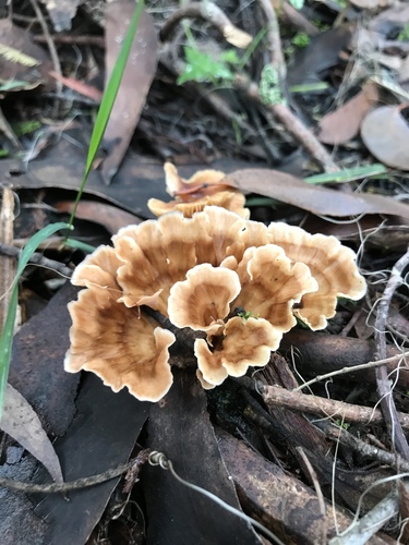 Wine Glass Fungus