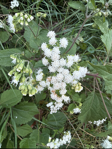 white snakeroot