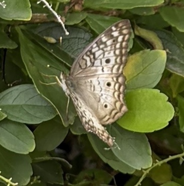 White Peacock