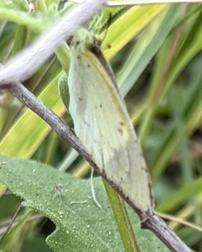 Little Yellow