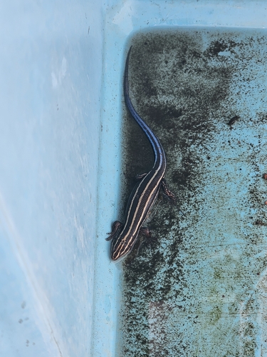 Common Five-lined Skink observed by willsciteacher