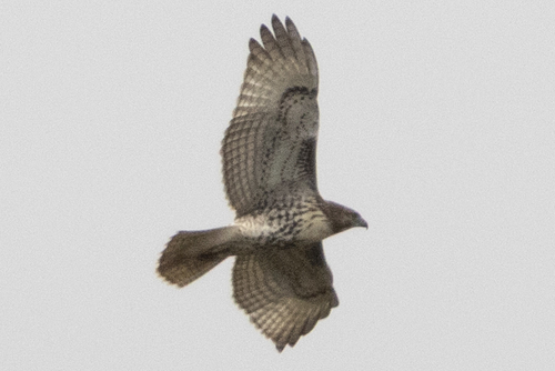 Red-tailed Hawk