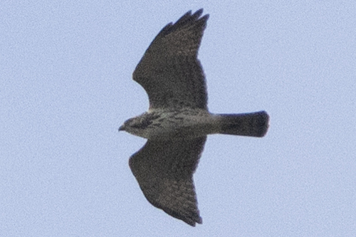 Broad-winged Hawk
