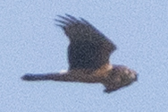 Northern Harrier