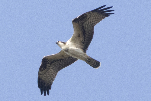 Osprey
