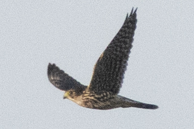 Merlin