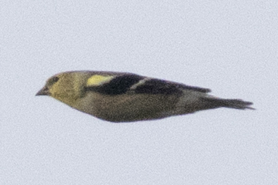 American Goldfinch