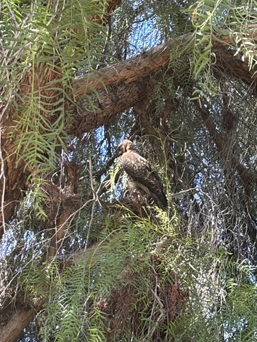 Red-tailed Hawk