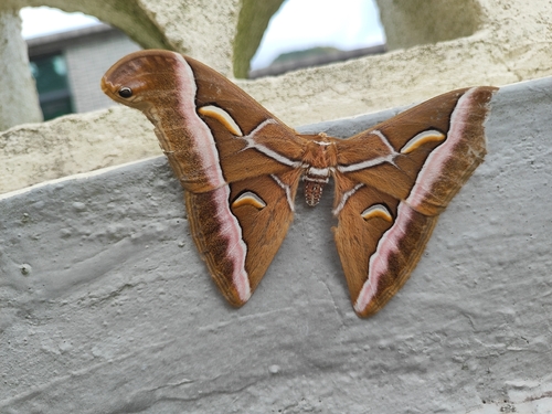 Lesser Atlas Moth