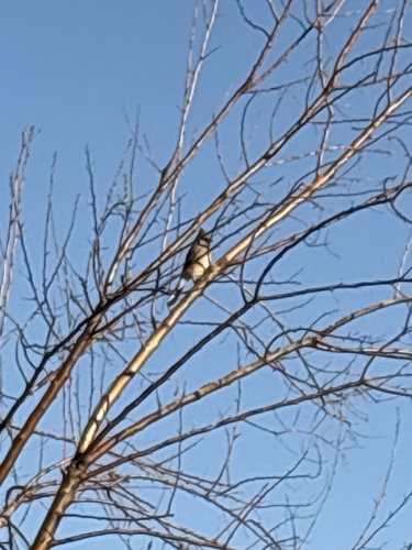 Blue Jay