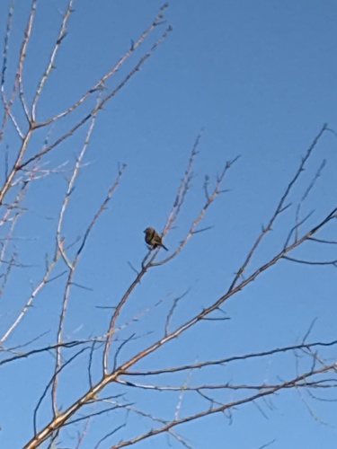 House Finch