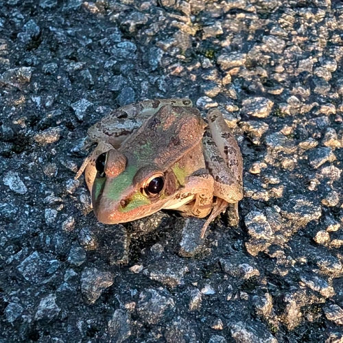 Southern Leopard Frog observed by emeraldsilhouette