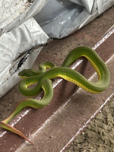 White-lipped Pit Viper
