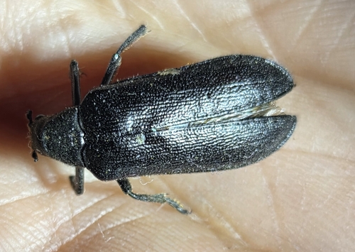 Cedar Beetle
