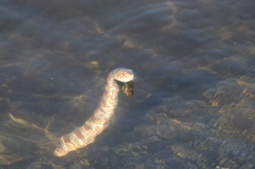 Common Watersnake observed by baltimoreharborwildlife