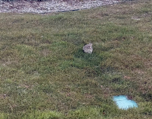 Mountain Cottontail observed by eddie_ebright