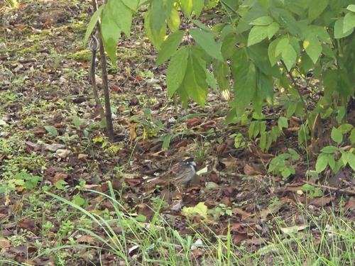 Yellow-throated Bunting