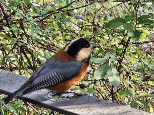 Varied Tit