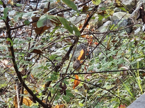 Vinous-throated Parrotbill