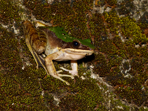 Longtoushan Large Odorous Frog