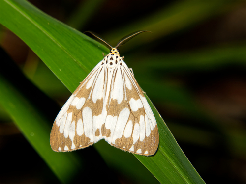 Marbled White Moth