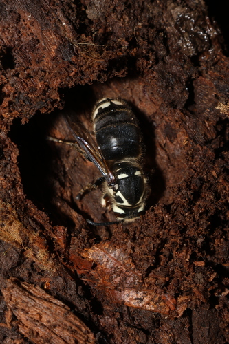 Bald-faced Hornet