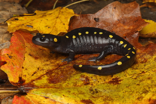Spotted Salamander