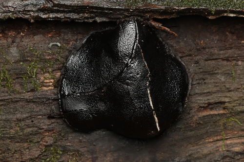 Dog's nose fungus