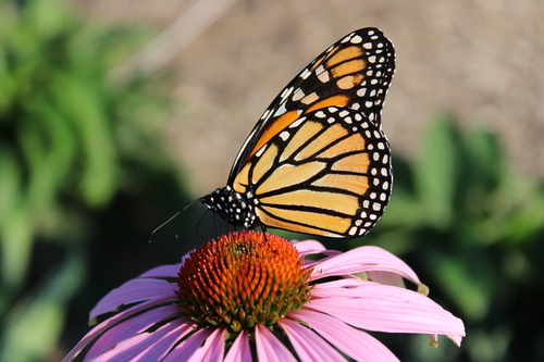 Monarch