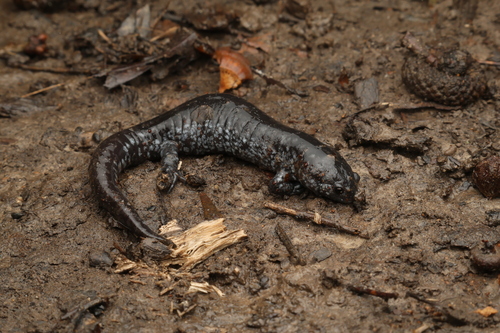 Small-mouthed Salamander