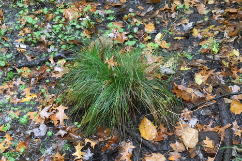 cypressknee sedge