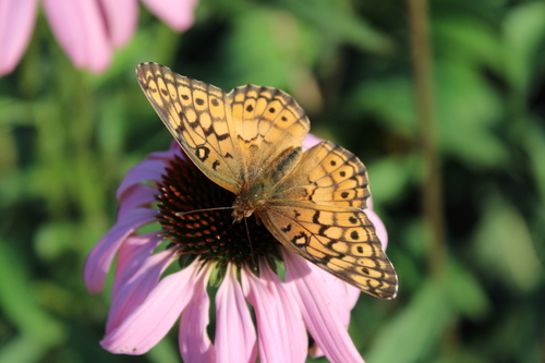 Variegated Fritillary