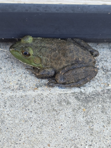 American Bullfrog