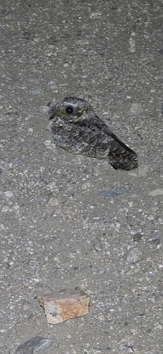Common Poorwill observed by valgilbert