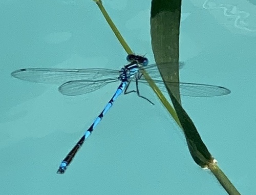 Goblet-marked Damselfly