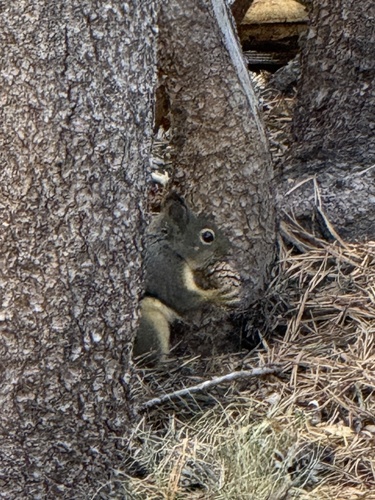 Douglas's Squirrel observed by randallgood