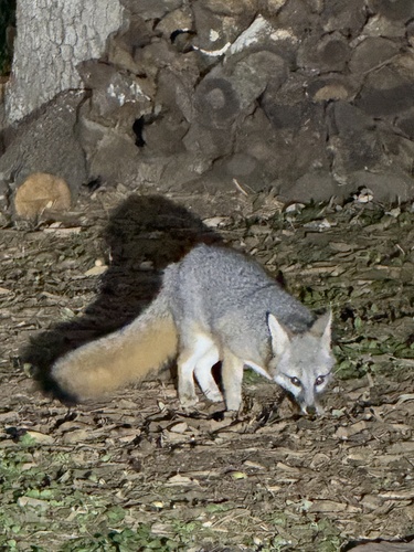 Gray Fox observed by glenn200
