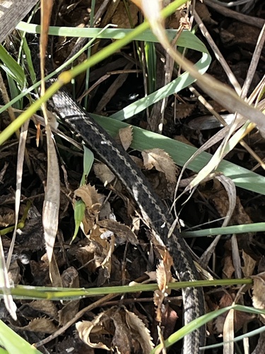 Western Terrestrial Garter Snake observed by krosestone