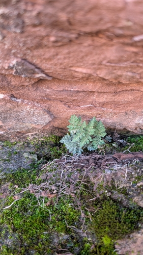 Fee's lip fern