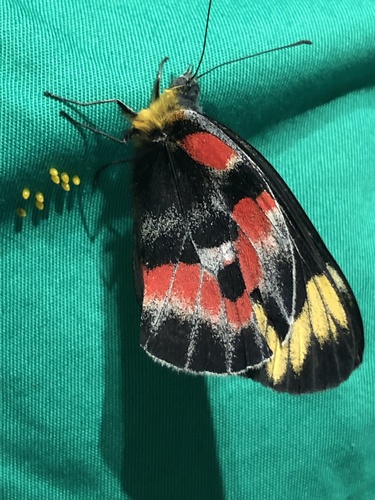Imperial Jezebel