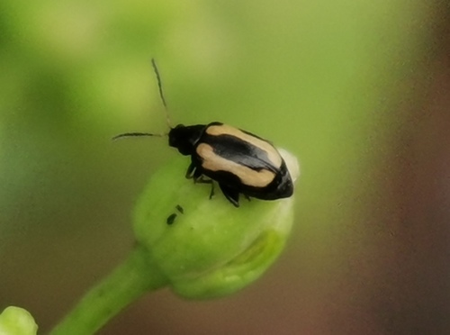 Striped Flea Beetle