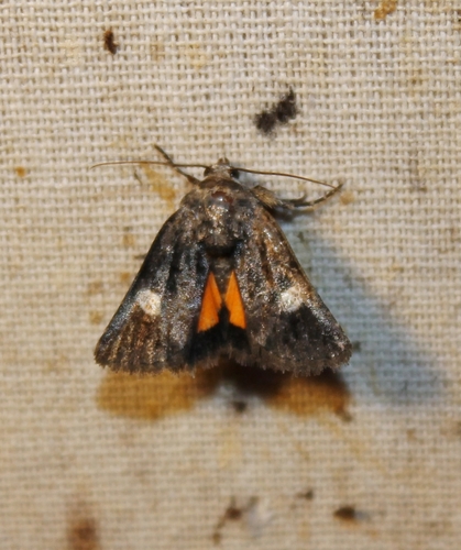 Copanarta aurea