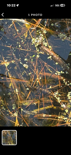 Banded Watersnake observed by kim_riker