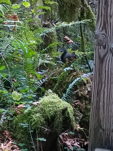 Douglas's Squirrel observed by corbinfitzpatrick
