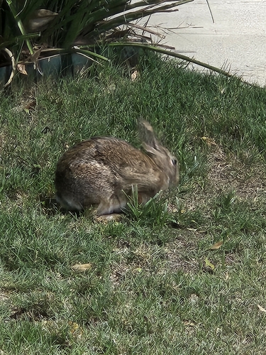 Eastern Cottontail observed by cbills