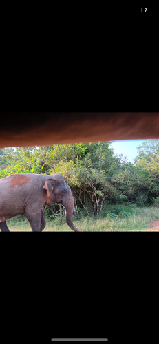 Asian Elephant