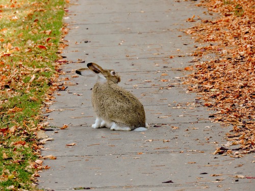 White-tailed Jackrabbit observed by kyra_trees