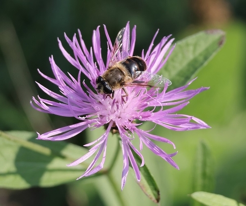 Common Drone Fly